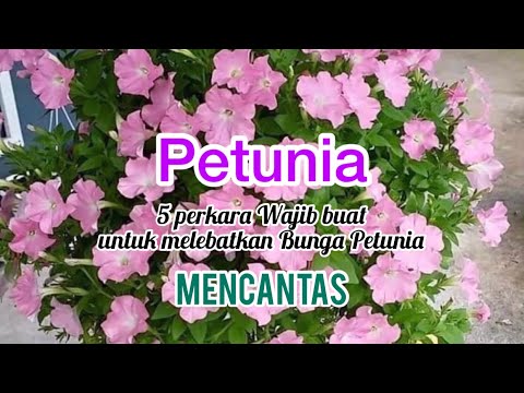PETUNIA: 5 Perkara Wajib Buat Untuk Melebatkan Bunga Petunia Part 2:3 ; Mencantas