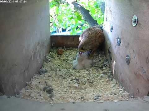 Feeding at least 4 kestrel chicks