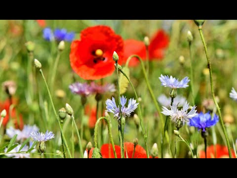 (English subtitles) - Sag mir, wo die Freiheit ist - Duenda - Orig. Where have all the flowers gone?