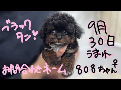 YouTube動画のサムネイル