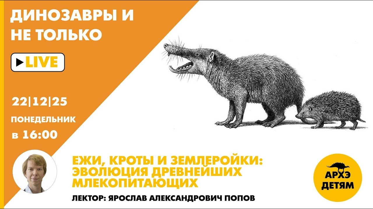 Занятие "Ежи, Кроты и Землеройки: эволюция древнейших млекопитающих" с Яросл?