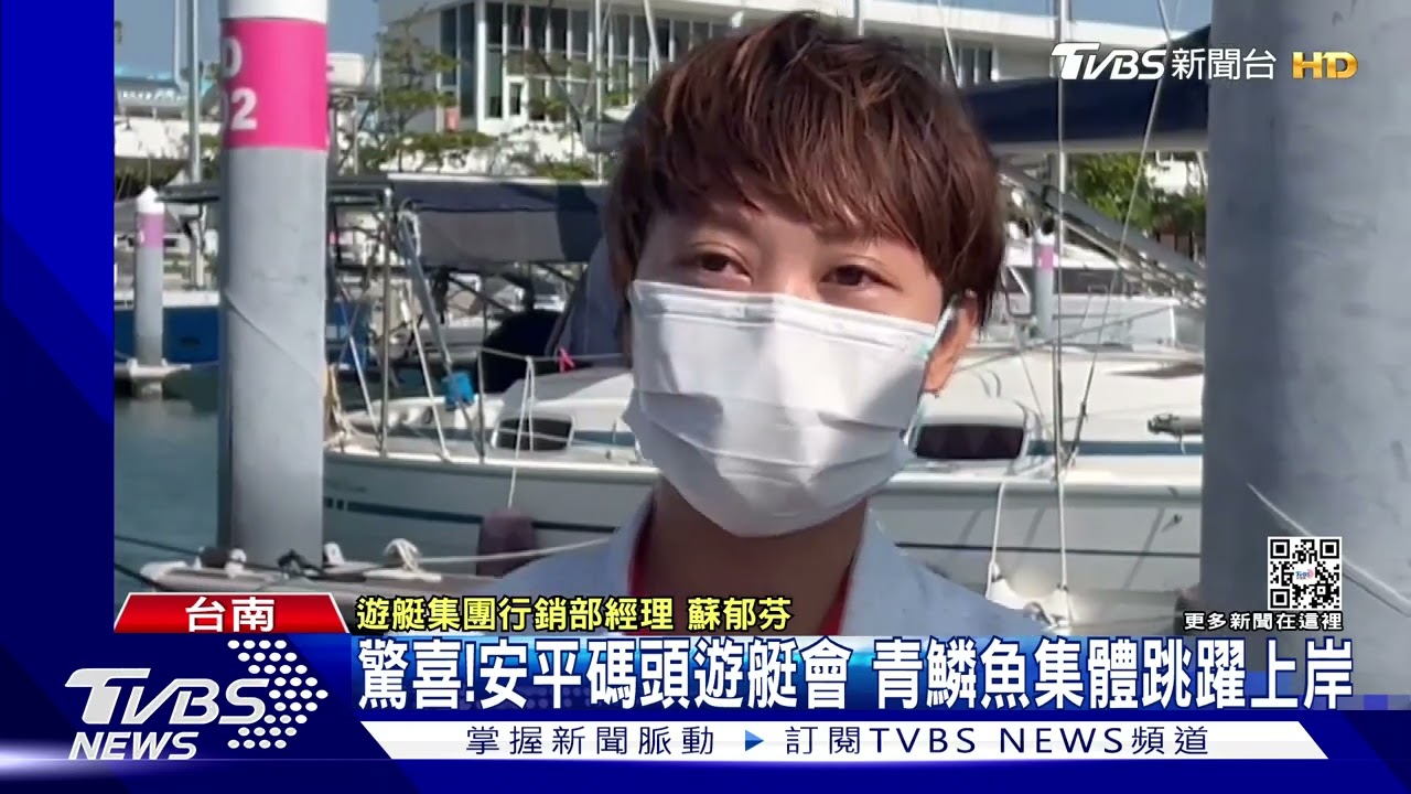 遊客大驚喜！安平碼頭遊艇會　青鱗魚集體跳躍上岸