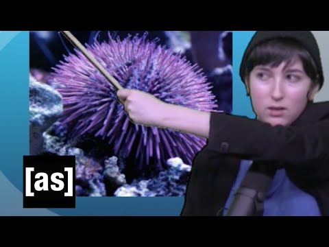 FishCenter Recap 5/23/16 | FishCenter | Adult Swim