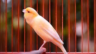 Download lagu Lagu Nyanyian Burung Kenari Terindah untuk Melatih Burung Kenari mp3