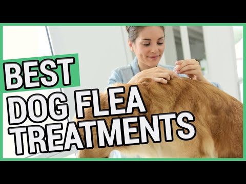Best Flea Treatment For Dogs | 5 Best Dog Flea Treatments 2021 🐶 ✅