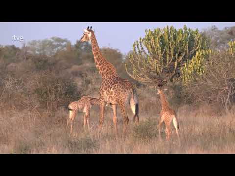 Mamá Jirafa  |  Documental de Animales