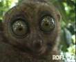 Big EYES