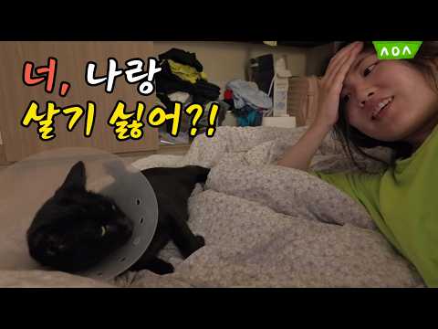 가출하는 고양이와 도망간 집사, 우리 사이 이대로 괜찮을까요?