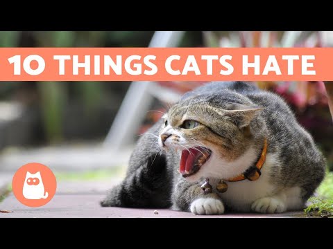 10 Things CATS HATE That You Should Avoid