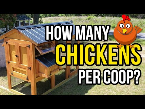 , title : 'How many chickens fit in a coop? The real answer!'