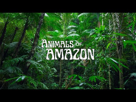 Animals of Amazon 4K - The Beautiful World of the Amazon | Amazon Rainforest
