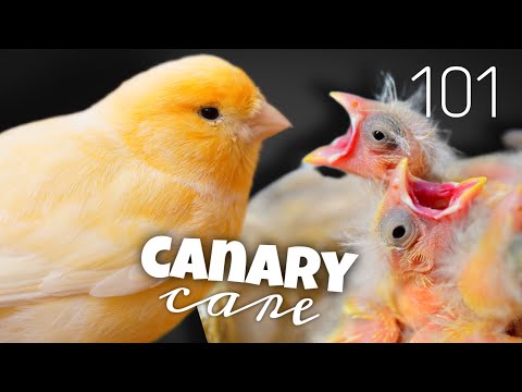 Ultimate Canary Care Guide đ„ Everything You Need to Know!đ„