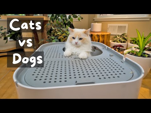 Why Do Cats Use the Litter Box | The Cat Butler