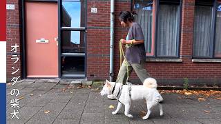 ますます仲良しになった 親戚のお姉さん(妹)と柴犬| 柴犬柿丸・オランダ散歩と環境音