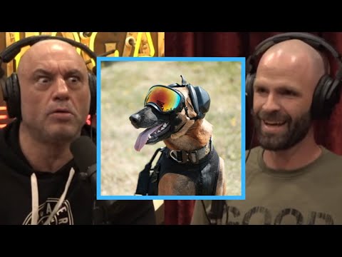 The Crazy Power of the Belgian Malinois🐶 | Joe Rogan Experience