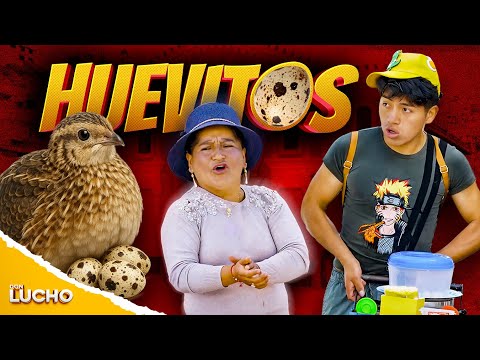 This is how Pepito ruined my quail egg business