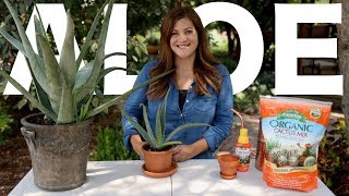 Aloe Vera Care Guide! 🌿🌵// Garden Answer