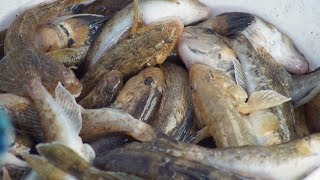 Как ловить крупного в бычка азовском море