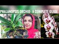 PHALANOPSIS ORCHID CARE A COMPLETE GUIDE TO PHALANOPSIS ORCHID ORCHID CARE IN MALAYALAM ORCHID