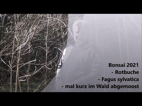 Bonsai 2021-31 - Rotbuche - Fagus sylvatica - die Waldabmoosung und die schwarze Tüte