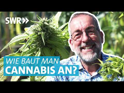 So baut man Cannabis richtig an: Nach der Cannabis-Legalisierung einfach zur eigenen Pflanze