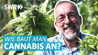 So baut man Cannabis richtig an: Nach der Cannabis-Legalisierung einfach zur eig