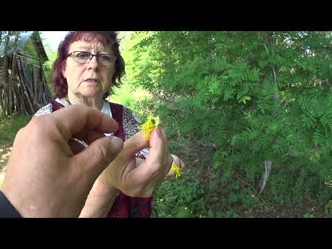 Metsurin eväät luonnosta