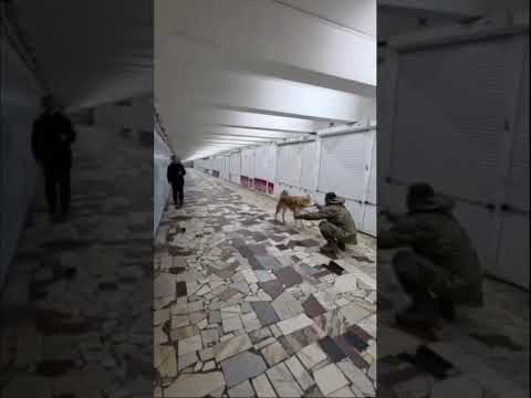 Встреча украинского воина с собакой! До слез! Крымский ветер #зсу #news #dog #shorts #army