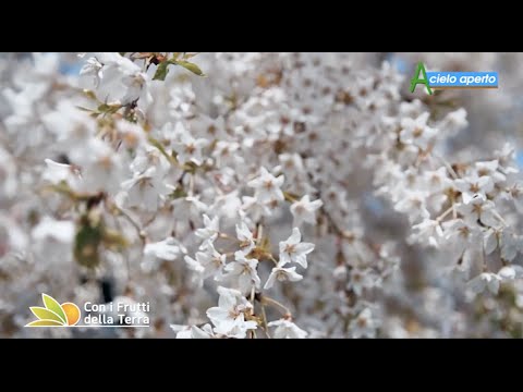 Puntata del 12/4/20 – 2° parte – Ciliegie e susine: danni per milioni di euro