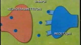 funzionamento di una sinapsi