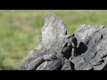 Fallen Angels (country original) 