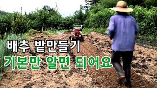 배추 밭만들기의 기본은 바로 이것 하면 되어요