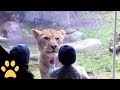 Kids At The Zoo: Compilation 