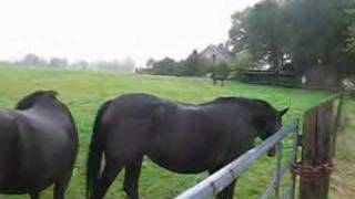 preview picture of video 'Playing horses in the meadow'