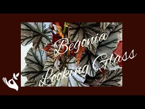 Begonia Looking Glass Care & Repot