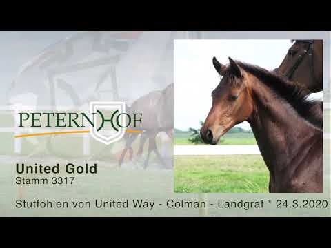 Stutfohlen von United Way x Colman x Landgraf