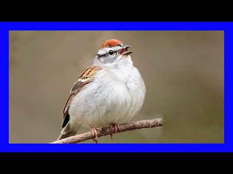 Strnádlik vrabčí (Spizella passerina) — správanie, biotop a hlas