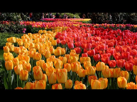 Beautiful Tulips around the lake - Keukenhof 2024 - 4K