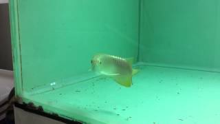 IMG 4526