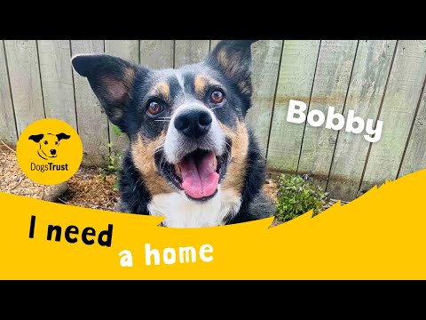 Bobby for sale in Wymeswold, Leicestershire