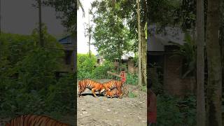 Download lagu tiger #lion #animals#animalworld #viralshort #wildlife #video mp3 Download lagu tiger #lion #animals#animalworld #viralshort #wildlife #video mp3