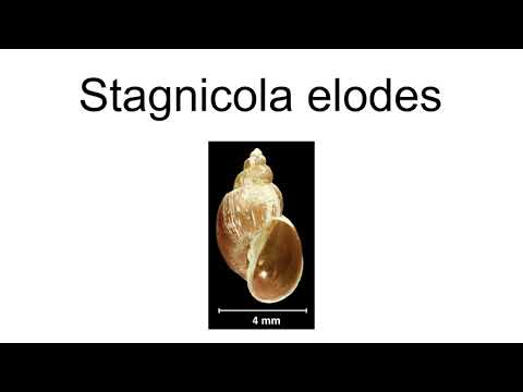 Stagnicola Elodes