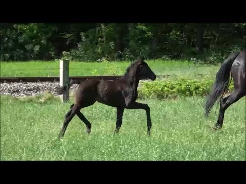 *2019 Stute von Fürst Wilhelm - Heinrich Heine