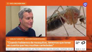 Mosquitos en primavera: cuándo aparece el Aedes y qué cuidados tener en casa