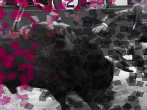 MANUEL CARDOSO DE MENEZES - "Última corrida em Salvaterra"