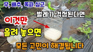 김장배추무우쪽파심고 해충이 걱정된다면 이렇게 페트병을 올려놓으면 모든고민이해결됩니다 해충퇴치방법