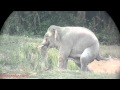 Elephant With Itchy Belly
