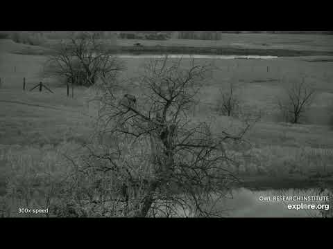 Great-horned Owl @Roger's Place - 5/24/2022 - Both Young Owls walk up to the treetop