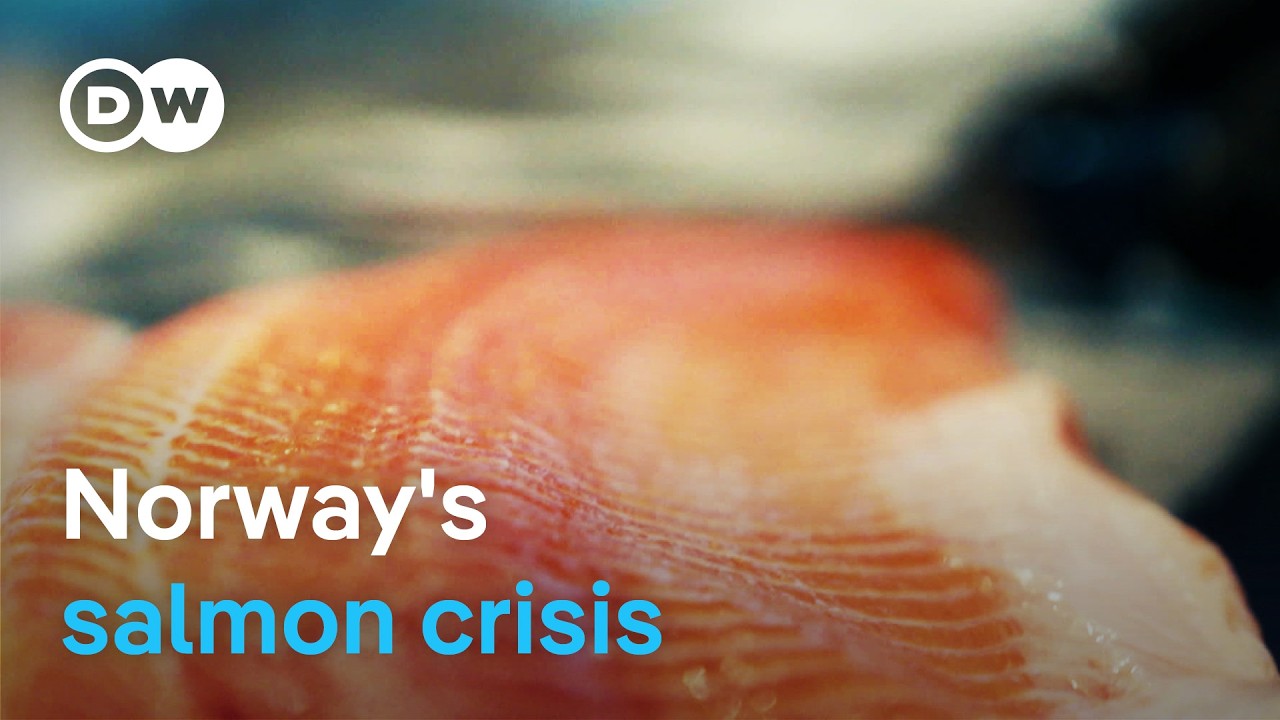 Can Norway's Wild Salmon Be Saved?