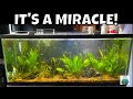Aquarium Bacterial Bloom Won't Go Away